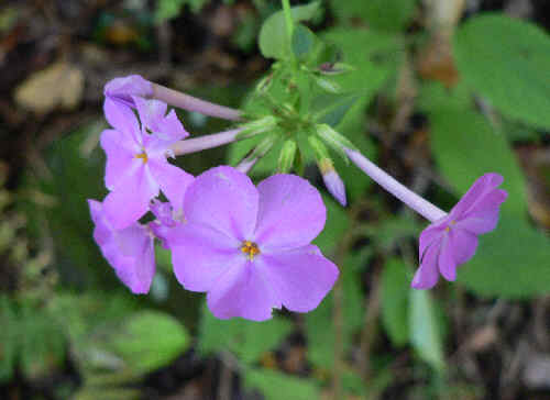 In the Northeast GA mountains, we see Phlox blooming from Springtime thru frost.