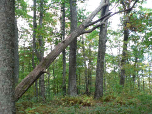 The trail passes directly under this large "Widow Maker" tree.