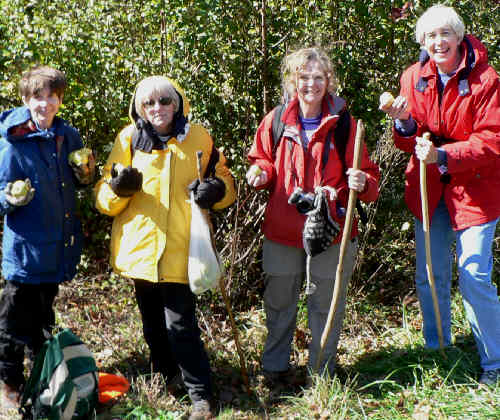 In the meadow near Jones Gap, there is an old apple tree. We find a surprising number of ripe apples there!