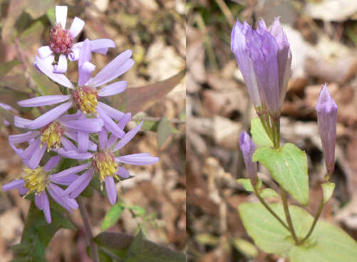 We are at the very end of wildflower season. After several nights below freezing, we find only a few left-over flowers. Asters (left) and Stiff Gentian.
