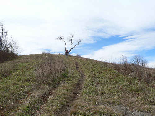 We approach the summit and the old, weathered apple tree.