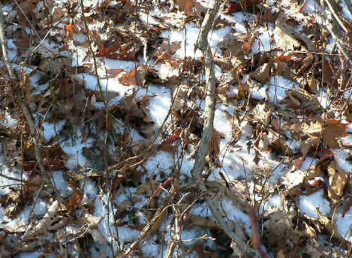 Signs of winter as we see remnants of our first dusting of snow from yesterday.