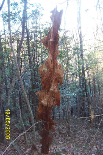 Rotting tree stubornly stands in the forest.