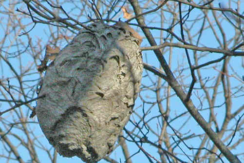 A nice hornet nest above the trail!