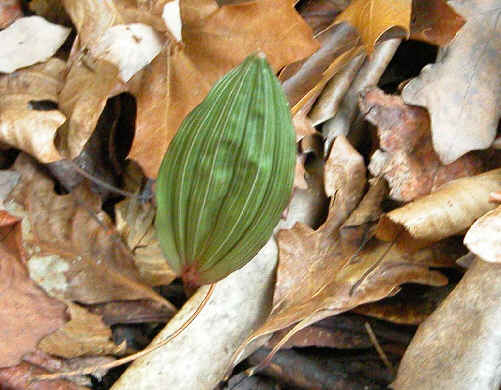 The leaf of a Putty Root Orchid. The single leaf appears in the winter months. The flower spike appears during the Summer after the leaf fades away.