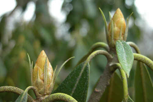 Rhododendron flower buds - Will bloom next July!