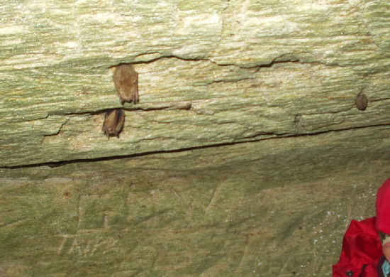 Bats hanging from the ceiling!.