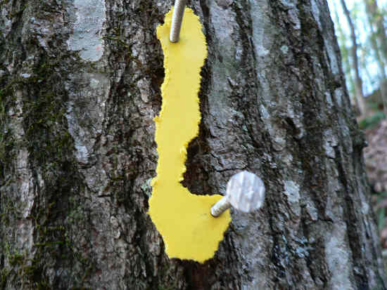 We notice that quite a few of the yellow plastic Bartram Trail markers have been chewed by animals (maybe squirrels?).