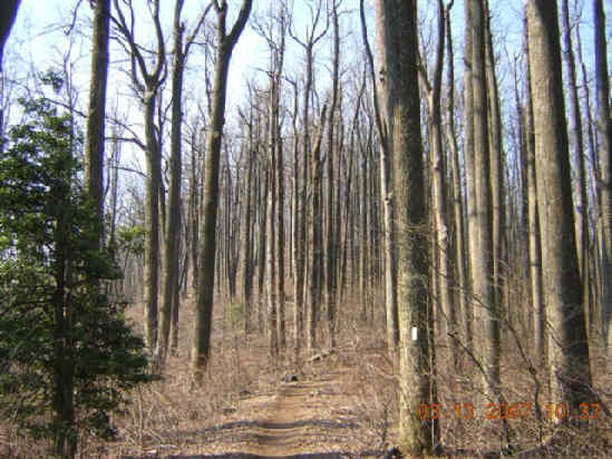 Beautiful tall timber along this ridge.