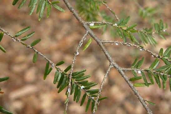 Sadly, the Hemlock Woolly Adelgid threatens the mighty Eastern Hemlocks!