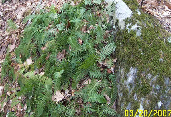 Rock Cap Fern.