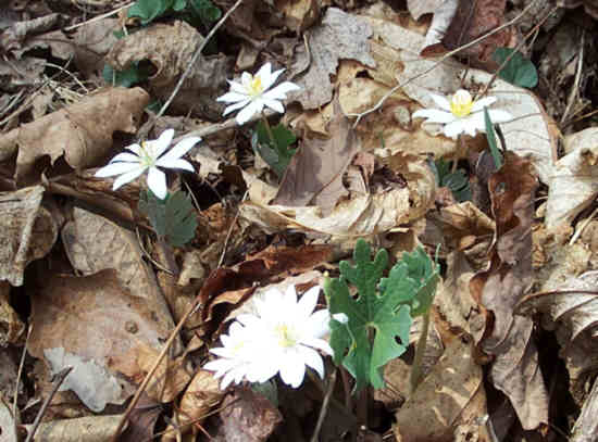 Bloodroot are blooming! (Sanguinaria canadensis)