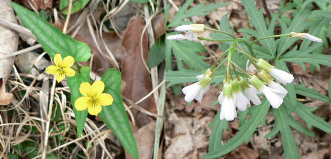 It was a great wildflower day! Here we have (left) Halberd-Leaved Violet (Viola hastata) and Cut-Leaved Toothwort (Dentaria laciniata)(r)