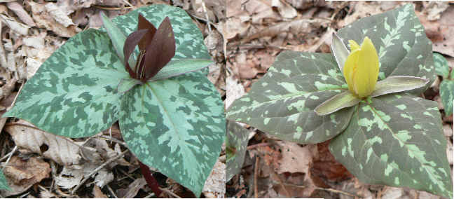 Trillium were very abundant. Here we have Red Toadshade Trillium (Trillium cuneatum) and Yellow Trillium (Trillium luteum)
