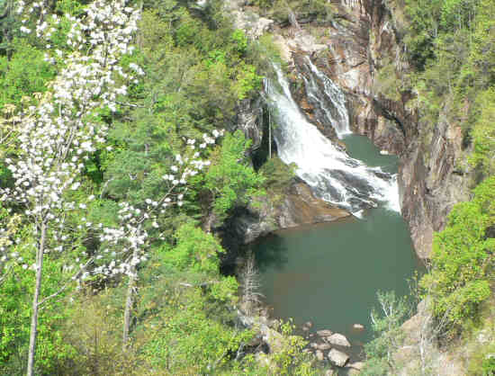 Looking into the beautiful gorge below with Serviceberry Trees blooming in the foreground.