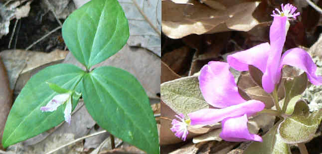 There were lots of wildflowers on the Gorge Trails. Here we have (left) The rare and protected Persistent Trillium (Trillium persistens) and Fringed Polygala (Polygala paucifolia) (r).