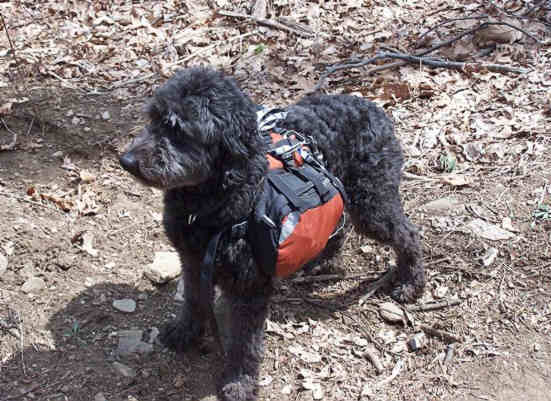 A backpacking trail dog.