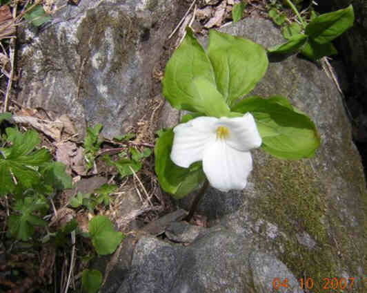 This nice white Trillium evidently doesn't need lots of soil!