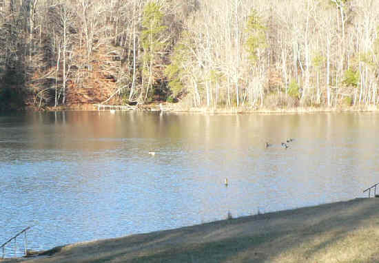 We always see ducks or geese on this hike. (Canada Geese here)