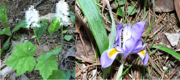 A good wildflower day. Here we have Foam Flower (Tiarella cordifolia) and Dwarf Iris (Iris verna)