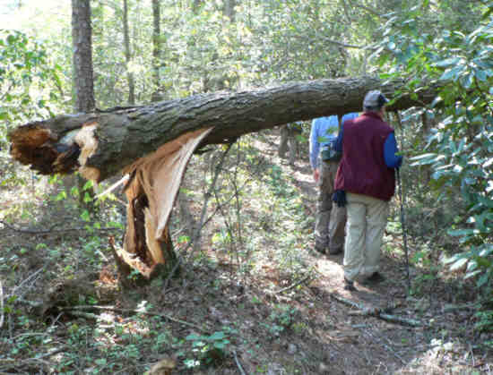 The heavy winds for the past couple of days brought down lots of trees.