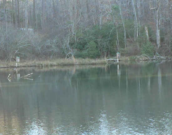 The only houses on Lake Russell are Wood Duck houses!