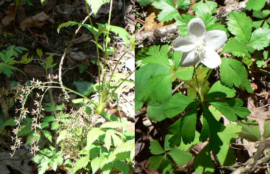 More wildflowers: Left- Yellowroot (Xanthorhiza simplicissima), Right - Wood Anemone (Anemone quinquefolia)