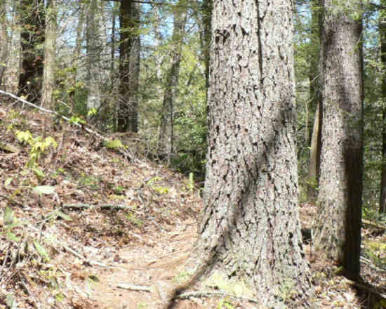 Typical tree specimens along the trail. Mostly White Pine and Eastern Hemlock.