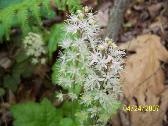 Foam Flower (Tiarella cordifolia) .