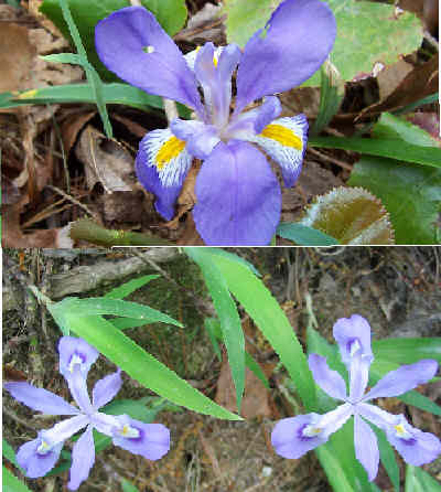 Iris verna (top) and Iris cristata (bottom)