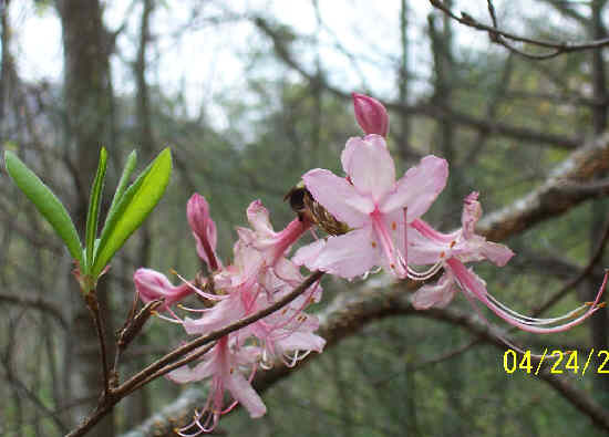 Pinxter Flower (Rhododendron nudiflorum),