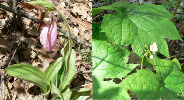 A great wildflower day on the trail.(l) Pink Ladyslipper (Cypripedium acaule) and (r) American Umbrellaleaf (Diphylleia cymosa)