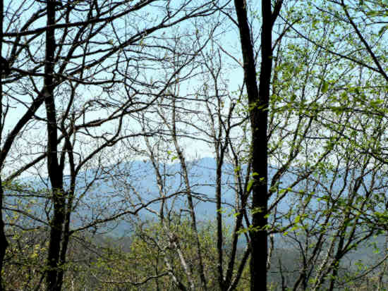 Here, we can glimpse through the trees and see Brasstown Bald. (Georgia's highest point)