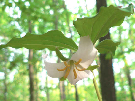 We saw lots of Catesby's Trillium (Trillium catesbaei) today.