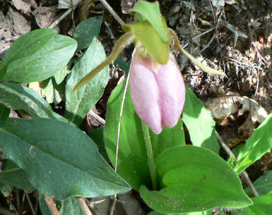 Shortly into the hike, we spot this nice Pink Lady Slipper. (Cypripedium acaule)