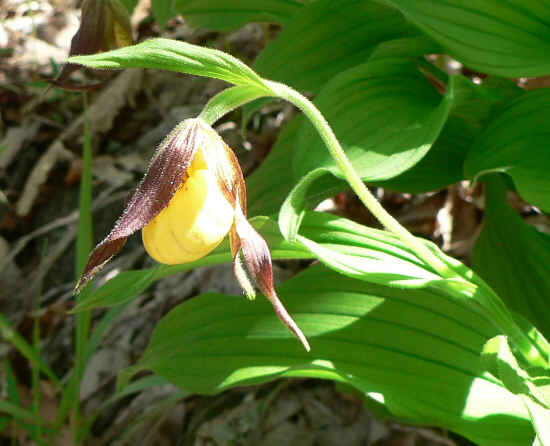 A nice treat! The smaller form of Yellow Lady Slipper (Cypripedium parviflorum)