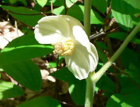 May Apple (Podophyllum peltatum)