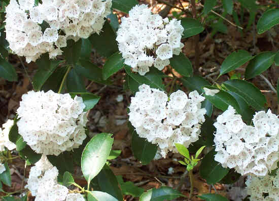 The most abundant flower of the day. Mountain Laurel (Kalmia latifolia)