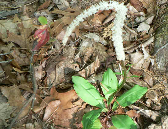 Another wildflower find: Devil's Bit (Chamaelirium luteum)