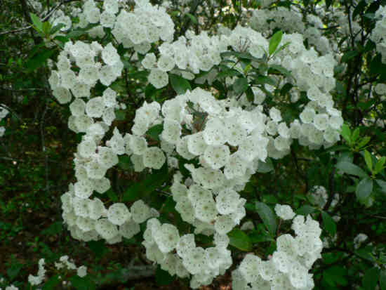 The Mountain Laurels are loaded with more blossoms this year than we can ever remember.