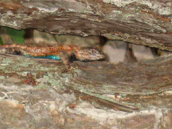 We met a nice Fence Lizard! (Sceloporus undulatus) .