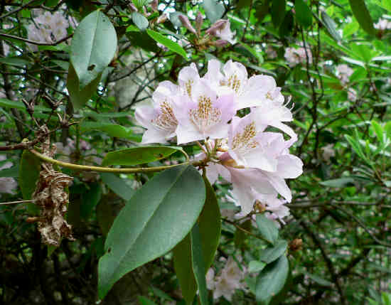 The Carolina Rhododendrons were blooming! (Rhododendron carolinianum)