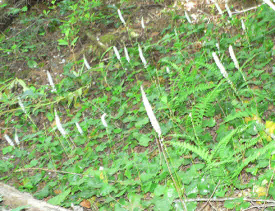The white flower spikes of Galax aphylla.