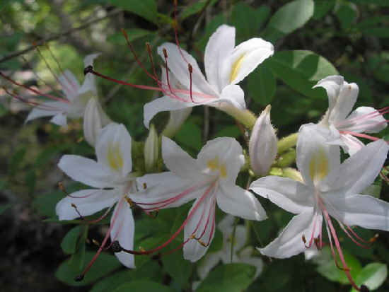 We found this Sweet Azalea (Rhododendron arborescens) blooming on the riverbank.