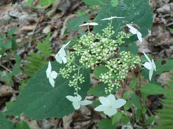Wild Hydrangea (Hydrangea arborescens). .