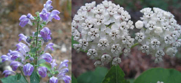 Two of today's wildflowers: (l) Hairy Skullcap (Scutellaria elliptica) (r) White Milkweed (Asclepias variegata)