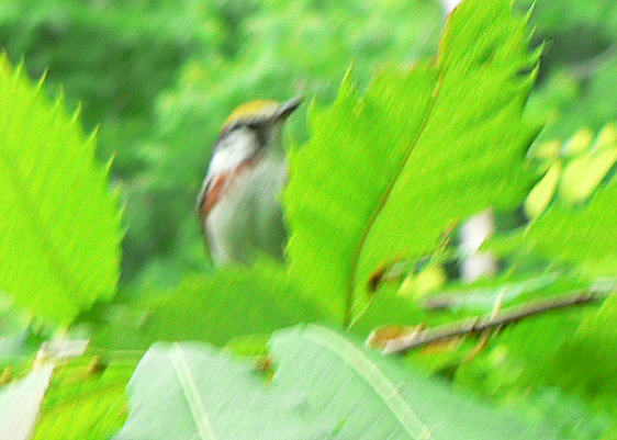A beautiful Chestnut-sided Warbler!