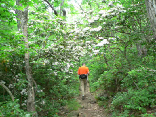 The trail passes through a canopy of Mountain Laurel. .