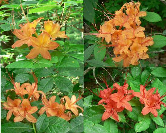 Probably the best day ever for Flame Azaleas on the trail! Here are just four of the variable colors from today's hike. (Rhododendron calendulaceum)