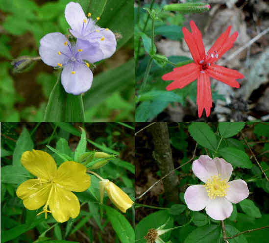 More wildflowers! upper left and clockwise: Spiderwort (Tradescantia subaspera), Fire Pink (Silene virginica), Carolina Rose (Rosa carolina), Sundrops (Oenothera fruticosa ).